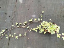 Lierre blanc, lierre, Hedera miniata variegata.