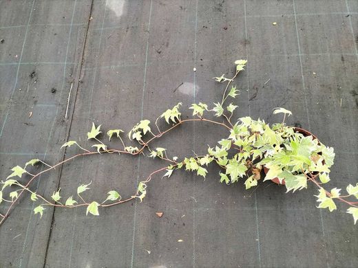 Hera branca, Hera, Hedera miniata variegata.