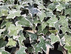 Lierre blanc, lierre, Hedera miniata variegata.