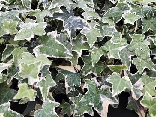 Hera branca, Hera, Hedera miniata variegata.