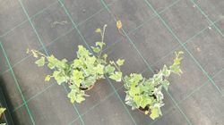 Hera branca, hera, Hedera helix miniata variegata.