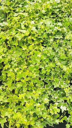 Hera branca, hera, Hedera helix miniata variegata.