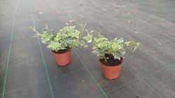 Hera branca, hera, Hedera helix miniata variegata.