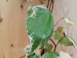 Hiedra canaria variegada, Hedera Canariensis Gloire de Marengo.