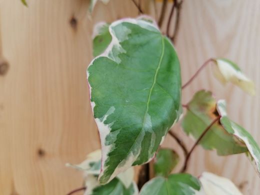 Hiedra canaria variegada, Hedera Canariensis Gloire de Marengo.