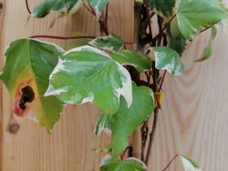 Hiedra canaria variegada, Hedera Canariensis Gloire de Marengo.