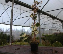 Hiedra canaria variegada, Hedera Canariensis Gloire de Marengo.