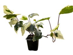 Hiedra canaria variegada, Hedera Canariensis Gloire de Marengo.