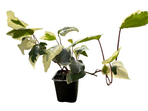 Hiedra canaria variegada, Hedera Canariensis Gloire de Marengo.