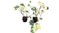 Hiedra canaria variegada, Hedera Canariensis Gloire de Marengo.