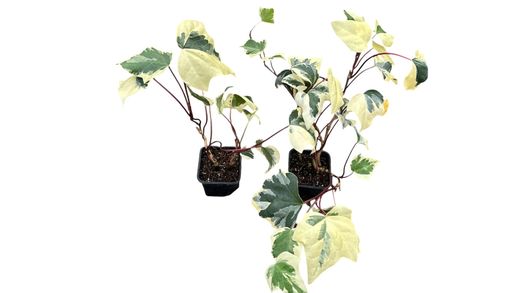 Hiedra canaria variegada, Hedera Canariensis Gloire de Marengo.