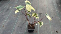 Hiedra canaria variegada, Hedera Canariensis Gloire de Marengo.