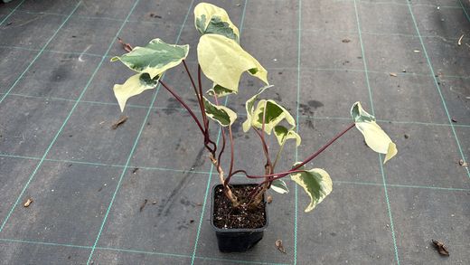 Hiedra canaria variegada, Hedera Canariensis Gloire de Marengo.