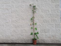 Hera Canária Verde, Hedera