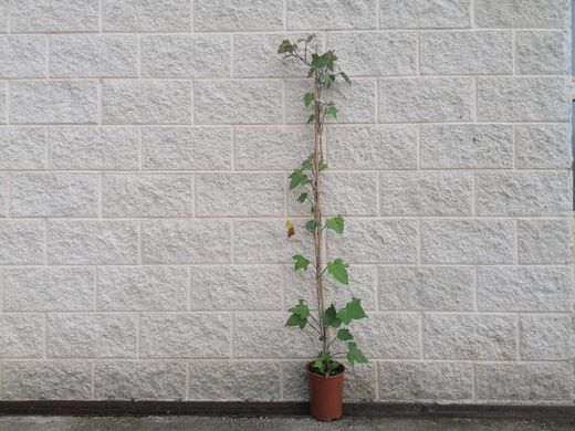 Hera Canária Verde, Hedera