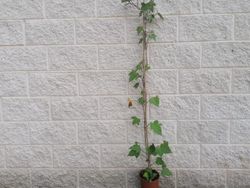 Hera Canária Verde, Hedera