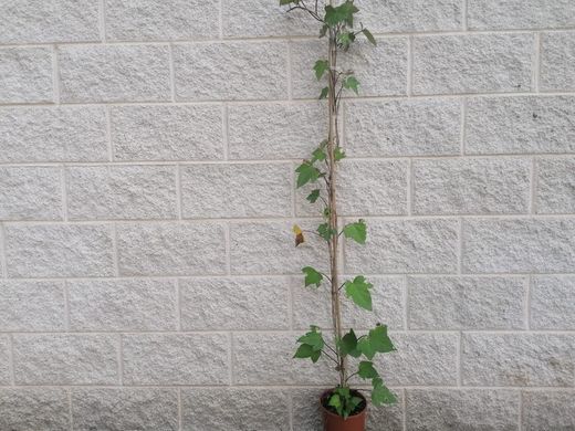 Hera Canária Verde, Hedera