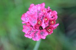 Hierba de enamorar, herba de namorar, Armeria maritima 'Pink lusitanica'