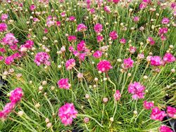 Hierba de enamorar, herba de namorar, Armeria maritima 'Pink lusitanica'