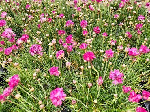 Hierba de enamorar, herba de namorar, Armeria maritima 'Pink lusitanica'