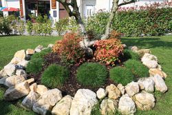 Hierba de enamorar, herba de namorar, Armeria maritima 'Pink lusitanica'