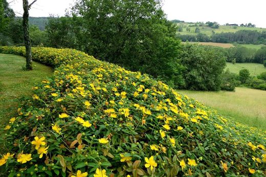 Hierba de san juan, hiperico rastrero, Hypericum calycinum