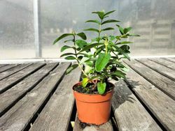 Hierba de san juan, hiperico rastrero, Hypericum calycinum