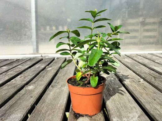 Hierba de san juan, hiperico rastrero, Hypericum calycinum