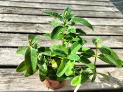 Hierba de san juan, hiperico rastrero, Hypericum calycinum