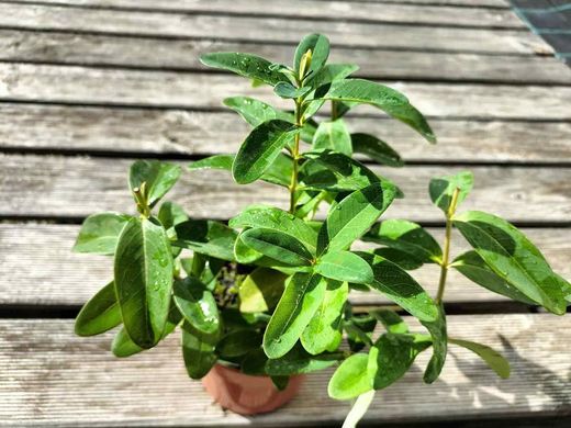 Hierba de san juan, hiperico rastrero, Hypericum calycinum