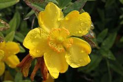 Hierba de san juan, hiperico rastrero, Hypericum calycinum