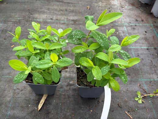 Erva de São João, hypericum rastejante, Hypericum calycinum