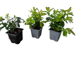 Hierba de san juan, hiperico rastrero, Hypericum calycinum