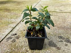Hierba de san juan, hiperico rastrero, Hypericum calycinum