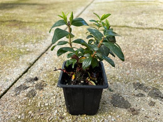 Hierba de san juan, hiperico rastrero, Hypericum calycinum