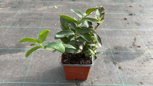 Hierba de san juan, hiperico rastrero, Hypericum calycinum