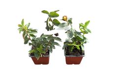 Hierba de san juan, hiperico rastrero, Hypericum calycinum