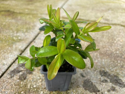 Hierba de san juan, hiperico rastrero, Hypericum calycinum
