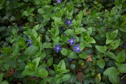 Herbe de jeune fille, Vinca major