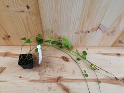 Herbe de jeune fille, Vinca major