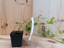 Herbe de jeune fille, Vinca major