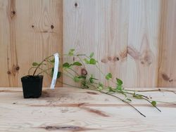 Herbe de jeune fille, Vinca major