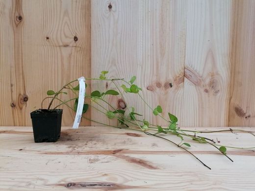 Hierba doncella, Vinca major