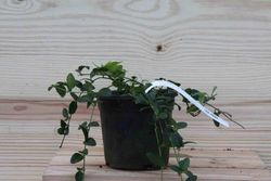 Hierba doncella, Vinca minor Alba