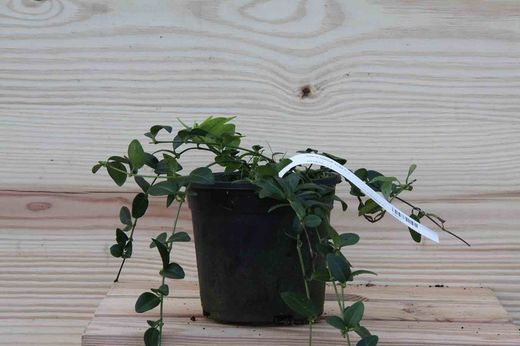 Hierba doncella, Vinca minor Alba