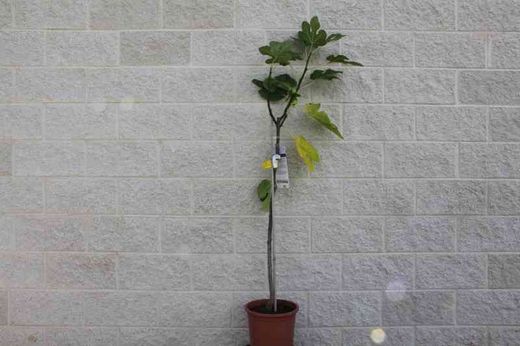 Figue blanche en pot