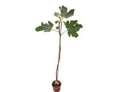 Higuera Brown Turkey - higuera breva