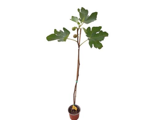 Higuera Brown Turkey - higuera breva