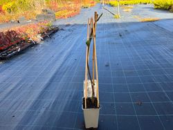 Higuera Brown Turkey - higuera breva