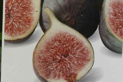 Figueira napolitana. Figo preto ou figo